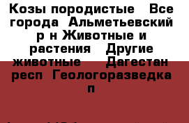 Козы породистые - Все города, Альметьевский р-н Животные и растения » Другие животные   . Дагестан респ.,Геологоразведка п.